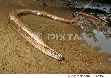 Common Slowworm, Deaf Adder, Redes Natural Park, Spain Common Slowworm, Deaf Adder, Redes Natural Park, Spain 73298290