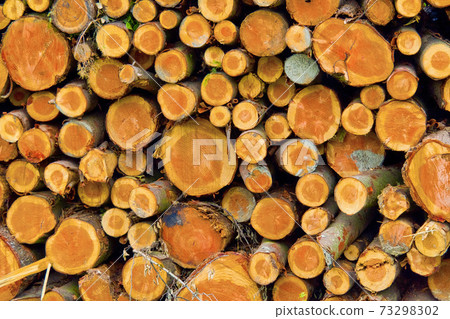 Felled Trees Trunks, Otzarreta Beech Forest, Gorbeia Natural Park, Spain 73298302