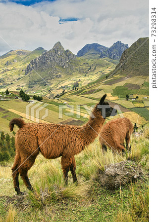Llamas, Lama glama, Ecuadorian Andes, Ecuador 73298314