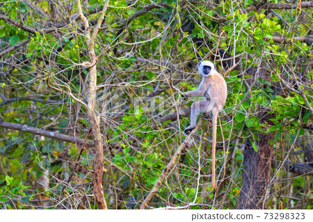 Tarai Gray Langur, Royal Bardia National Park, Nepal Tarai Gray Langur, Royal Bardia National Park, Nepal 73298323