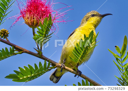 Purple Sunbird, Royal Bardia National Park, Nepal Purple Sunbird, Royal Bardia National Park, Nepal 73298329