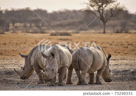 White Rhinoceros, Khama Rhino Sanctuary, Botswana 73298331