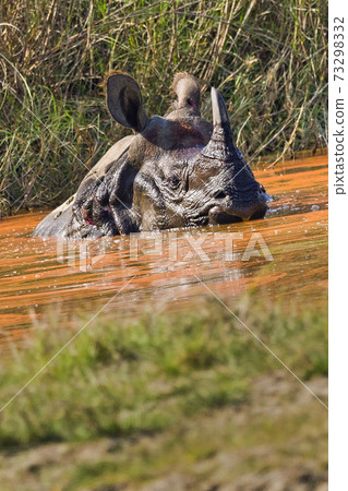 Greater One-horned Rhinoceros, Royal Bardia National Park, Nepal 73298332