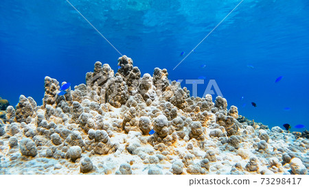 Underwater photograph of Okinawa Tokashikijima 73298417