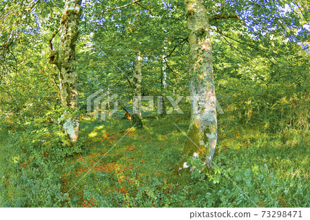 Forest Landscape, Valderejo Natural Park, Spain 73298471