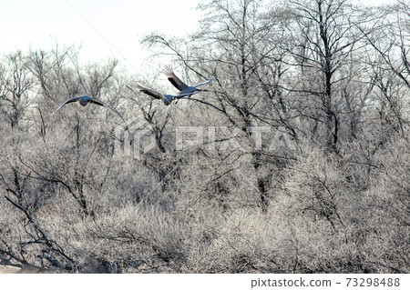 北海道阿寒郡鶴井村的樹冰和破廟起重機 73298488