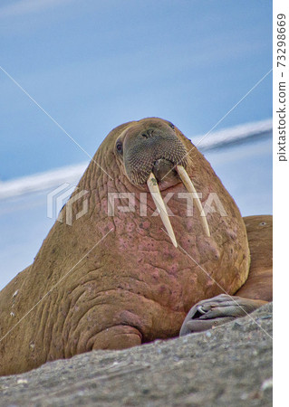 Resting Walrus on the Beach, Arctic, Norway 73298669