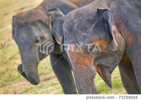 Sri Lankan Elephant, Minneriya National Park, Sri Lanka Sri Lankan Elephant, Minneriya National Park, Sri Lanka 73298688