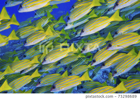 Blue-striped Snapper, North Ari Atoll, Maldives Blue-striped Snapper, North Ari Atoll, Maldives 73298689
