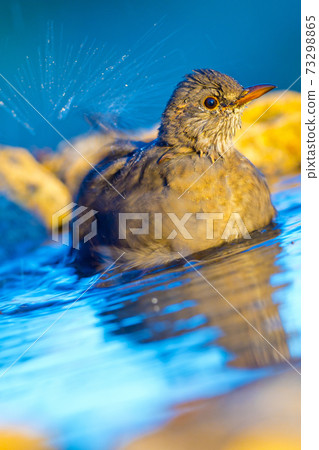 Blackbird, Forest Pond, Mediterranean Forest, Spain 73298865