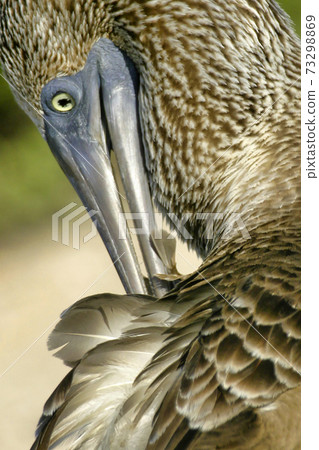 Blue-footed Booby, Galapagos National Park, Ecuador 73298869