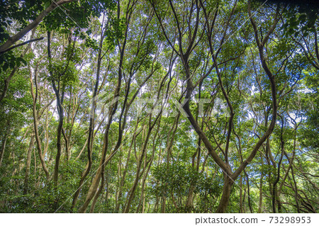 Umagase Miyazaki Prefecture Umagase Miyazaki Prefecture 73298953