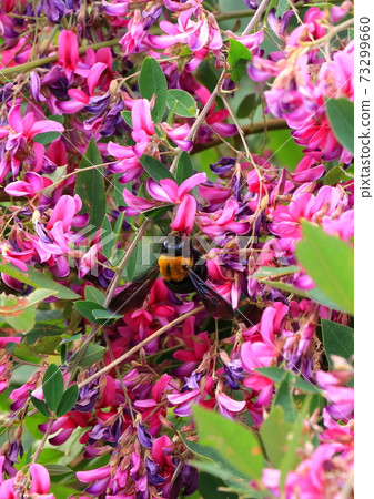 Hagi flowers and bees in full bloom Hagi flowers and bees in full bloom 73299660