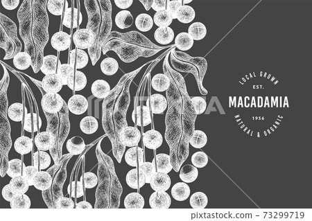 Hand drawn macadamia branch and kernels design template. Organic food vector illustration on chalk board. Vintage nut illustration. Engraved style botanical banner. 73299719
