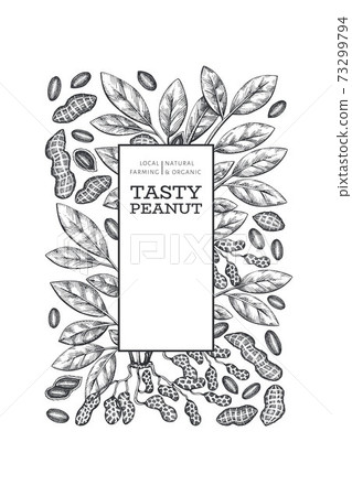Hand drawn peanut branch and kernels design template. Organic food vector illustration on white background. Retro nut background. Engraved style botanical picture. Hand drawn peanut branch and kernels design template. Organic food vector illustration on white background. Retro nut background. Engraved style botanical picture. 73299794