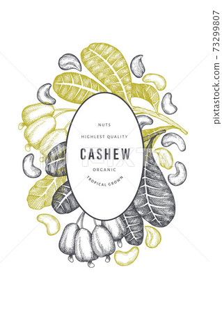 Hand drawn sketch cashew design template. Organic food vector illustration on white background. Vintage nut illustration. Engraved style botanical background. 73299807