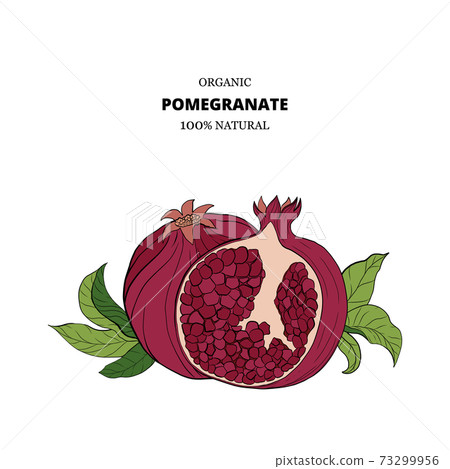 banners with pomegranate fruits on white background. banners with pomegranate fruits on white background. 73299956