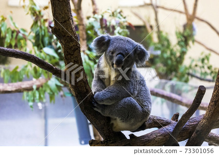 Tama Zoological Park Koala 73301056