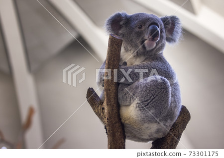 多摩動物公園考拉 73301175