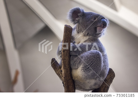 多摩動物公園考拉 多摩動物公園考拉 73301185