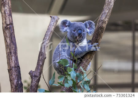 Tama Zoological Park Koala Tama Zoological Park Koala 73301324