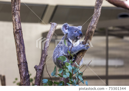 Tama Zoological Park Koala Tama Zoological Park Koala 73301344