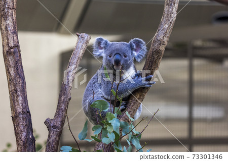 Tama Zoological Park Koala 73301346