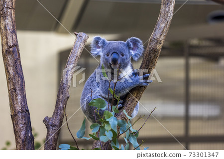 多摩動物公園考拉 73301347