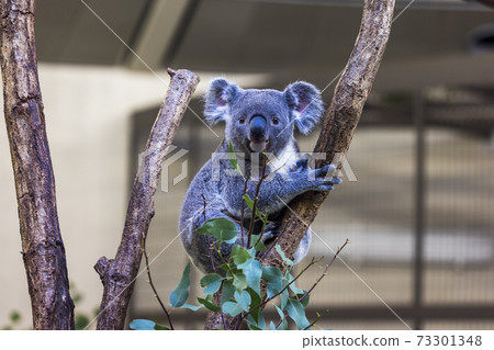 多摩動物公園考拉 多摩動物公園考拉 73301348