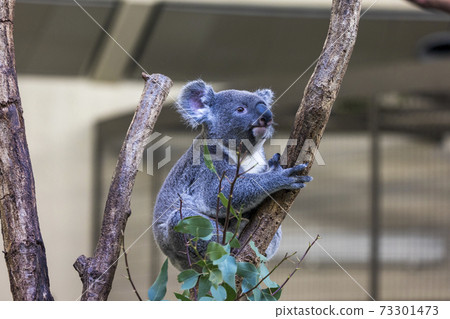 多摩動物公園考拉 73301473