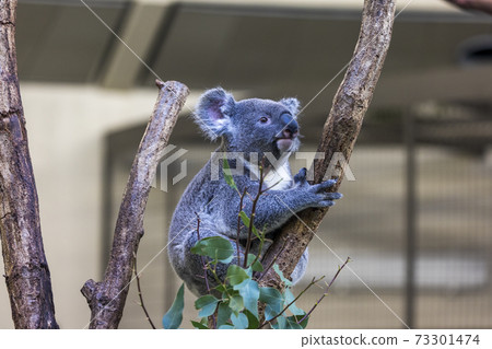 多摩動物公園考拉 73301474