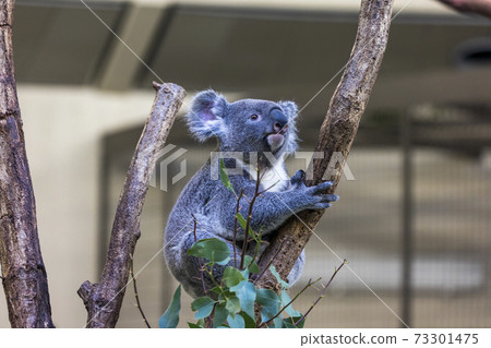 多摩動物公園考拉 73301475