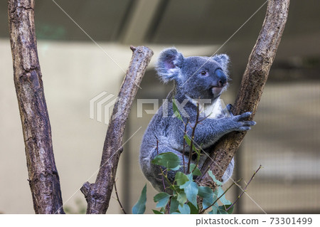 Tama Zoological Park Koala 73301499