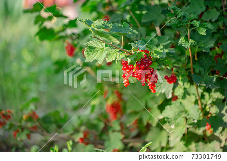 Red ripe currant on a green branch on a sunny day close up. Red currant berries on a blurry background of green bushes. 73301749