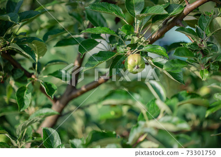 Young green apples fruits are hanging on a tree branch. Young green apples fruits are hanging on a tree branch. 73301750