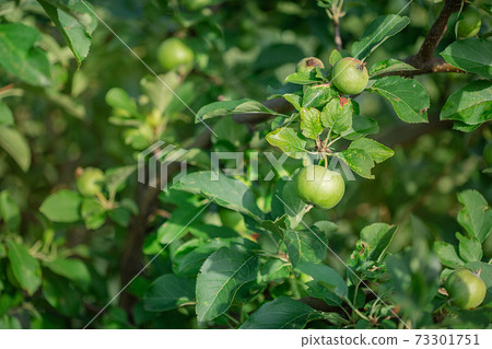Young green apples fruits are hanging on a tree branch. 73301751