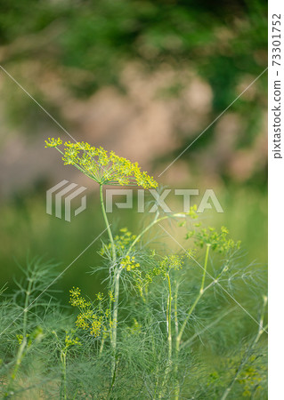 Yellow flowering dill , Anethum graveolens, closeup on a beautiful blurred background. 73301752