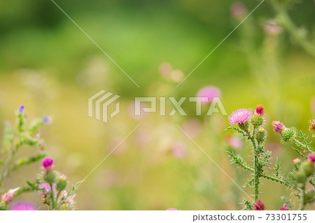 Cirsium vulgare, Spear thistle, Bull thistle, Common thistle, short lived thistle plant with spine tipped winged stems . 73301755