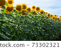 Tall yellow sunflowers on a sunny day 73302321