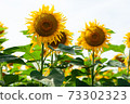 Yellow tall sunflower at close range on sky background 73302323