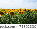 Tall yellow sunflowers on a sunny day 73302330