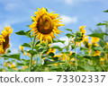 Yellow tall sunflower at close range on blue sky background 73302337
