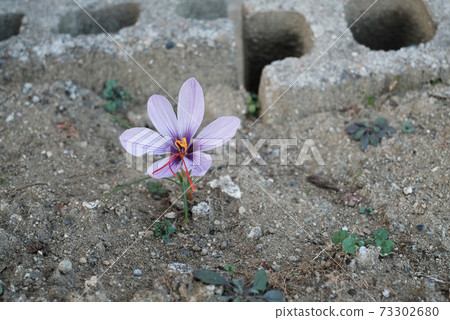 saffron saffron 73302680