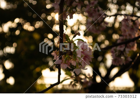 Early-blooming Himalayan cherry tree in full bloom 73303312