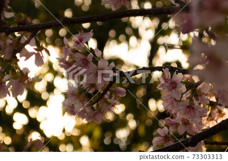 Early-blooming Himalayan cherry tree in full bloom Early-blooming Himalayan cherry tree in full bloom 73303313