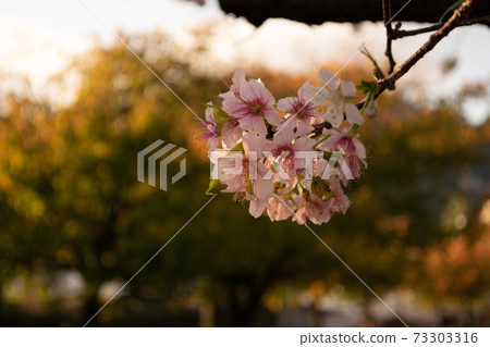 早盛開的喜馬拉雅櫻花盛開 73303316