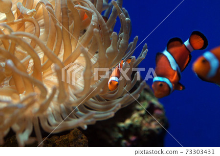 小丑anemonefish和海葵② 小丑anemonefish和海葵② 73303431