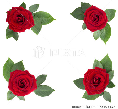 Red rose flowers corner design on white Red rose flowers corner design on white 73303432