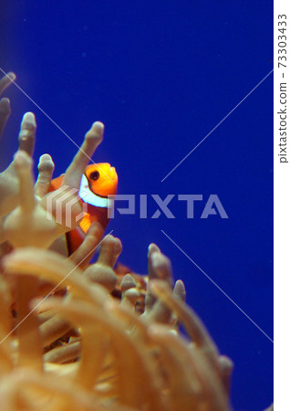 小丑anemonefish和海葵③ 小丑anemonefish和海葵③ 73303433