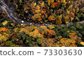Aerial view of autumn leaves 73303630